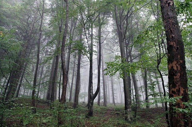 弱い雨の森